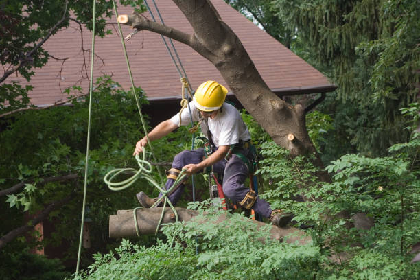 Trusted California, MO Tree Services Experts